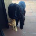 https://es.holidog.com/ImagesPetSitters/D6EA549A-DBFF-4BFF-A62B-45716EF5B3A5_square_120.jpg Canguro,Paseos..Lo-que-necesite-11087-1