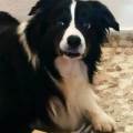 https://es.holidog.com/ImagesPetSitters/D7A091E0-36FA-4035-85A5-C64705BC8082_square_120.jpg Amiga-de-los-animales--27308-0