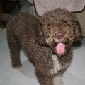 https://es.holidog.com/ImagesPetSitters/D7A3D75C-BC43-4CC3-95D5-6FF0B8D2118E_square_120.jpg 264259-3