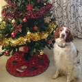 https://es.holidog.com/ImagesPetSitters/DAD99C42-DD76-4201-B99E-C73DAF4827B4_square_120.jpg Ideal-para-mascotas-y-dueños-48341-0