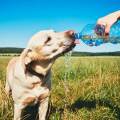https://es.holidog.com/ImagesPetSitters/DB8F4222-47BD-437E-8DC6-5C07BDF8432A_square_120.jpg Cuidadora-de-perros-con-experiencia-243481-2