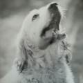 https://es.holidog.com/ImagesPetSitters/DBCCB542-211D-4DFE-A327-57AFDA9A8197_square_120.jpg Tu-perro,-mi-perro-114116-1