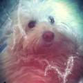 https://es.holidog.com/ImagesPetSitters/DC5B8EC1-D679-4D66-AFA2-2A1046734CFC_square_120.jpg Mi-experiencia-57940-2