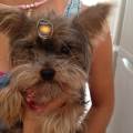 https://es.holidog.com/ImagesPetSitters/DC8B4C89-E210-41A6-962A-BC2B4C8DA23E_square_120.jpg El-paraiso-para-perros--46769-0