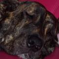 https://es.holidog.com/ImagesPetSitters/DE71827B-54D0-49EC-9666-43E6D1F70229_square_120.jpg 2733-1
