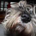 https://es.holidog.com/ImagesPetSitters/DEC576C4-F882-41F2-914F-F8E5223100DE_square_120.jpg Los-perros-no-querrán-volver-a-casa-11909-0
