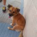 https://es.holidog.com/ImagesPetSitters/DF50B202-9E2F-49FF-A5DA-7A13FBC4E710_square_120.jpg Amante-empedernida-de-los-animales-37084-1