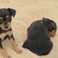 https://es.holidog.com/ImagesPetSitters/DFDF84D1-2DDD-47A4-A894-CD3AD7CF21FF_square_120.jpg Cuidar-para-disfrutar!-74698-3