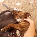 https://es.holidog.com/ImagesPetSitters/E195622F-DD97-408F-B0B2-8713B681340A_square_120.jpg Amante-de-los-animales-102005-2