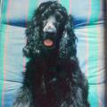 https://es.holidog.com/ImagesPetSitters/E2F3DBCF-8EE8-4125-9633-45D7C4D9D1B6_square_120.jpg Amor-incondicional-37050-0
