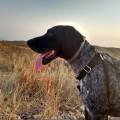 https://es.holidog.com/ImagesPetSitters/E3F2D667-7DCB-4271-B686-6056DCC657CE_square_120.jpg Perricasa-44400-1