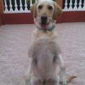 El-maravilloso-mundo-de-los-perros-5530-2