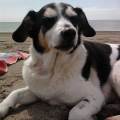https://es.holidog.com/ImagesPetSitters/E5F391AA-A9C7-480D-A75F-B3B6F866B105_square_120.jpg MI-CASA-COMO-LA-TUYA-69640-1