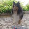 https://es.holidog.com/ImagesPetSitters/E7160C50-168F-4300-BA97-40461F410B84_square_120.jpg Etólogo,-Adiestrador-e-Instructor-249038-1