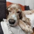 https://es.holidog.com/ImagesPetSitters/E844F273-652D-42F6-AE69-E3D257759F75_square_120.jpg Animales-excelente-compañía--231658-1