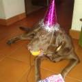 https://es.holidog.com/ImagesPetSitters/EA01A2B0-22ED-41D3-BC7E-DD1FC1D0AA24_square_120.jpg Amor-y-paseos-para-tu-mejor-amigo-249708-3