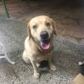 https://es.holidog.com/ImagesPetSitters/EC89A19A-0BD7-4FF5-A8DE-96569EC35726_square_120.jpg Tu-mascota-muy-feliz--119091-2