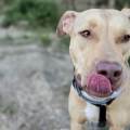 El-Amor-es-una-palabra-de-4-patas🐾-223839-0