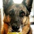 https://es.holidog.com/ImagesPetSitters/F01C00AC-1CD4-4F1B-863E-DB61E64AA1AA_square_120.jpg Los-perros...mi-pasión-78446-1