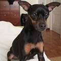 https://es.holidog.com/ImagesPetSitters/F1E15FCF-99FF-404D-B316-681200ED26B0_square_120.jpg Felicidad-perruna...-234378-1