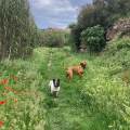 https://es.holidog.com/ImagesPetSitters/F3720CA8-73DE-41F9-B17F-6C46C8C549F1_square_120.jpg El-Palacio-de-Perros-245049-0