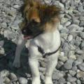 https://es.holidog.com/ImagesPetSitters/F4E5266C-1551-43BD-AF2E-0DC87F1BF6EB_square_120.jpg Cariño-y-diversión-15375-2
