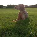 https://es.holidog.com/ImagesPetSitters/F5A21DA2-F742-4AD2-A7A6-821CB0C756EB_square_120.jpg Vacaciones-en-el-Yelmo-251464-2