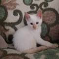 Cuidadora-de-mascotas-en-Valencia-266424-2