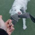 https://es.holidog.com/ImagesPetSitters/FCFF3B77-0E30-4C34-8BE9-AF031F71EBB8_square_120.jpg Equilibrio,-bienestar-y-cariño-247298-3
