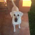 https://es.holidog.com/ImagesPetSitters/FE26F4FE-5D5D-4240-89A4-A09E28D122EA_square_120.jpg El-paraíso-para-perros-80310-1