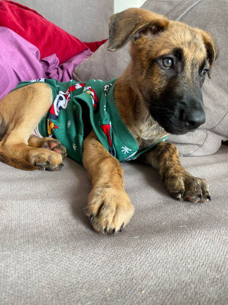 residencia-canina se andrea 5175b3d9-7abb-4e68-ac00-7614c805a27f