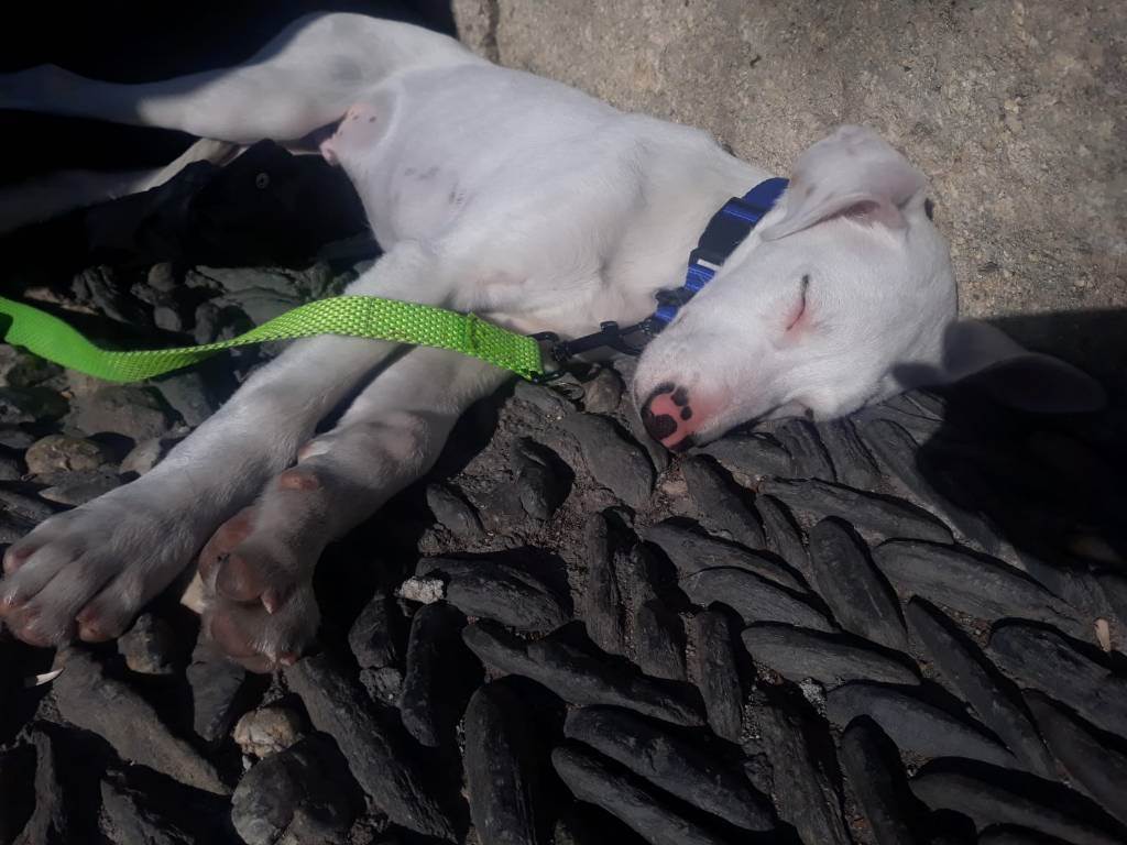 residencia-canina gr ruth 985c2784-20ac-43e6-ab7a-d19c149731b4