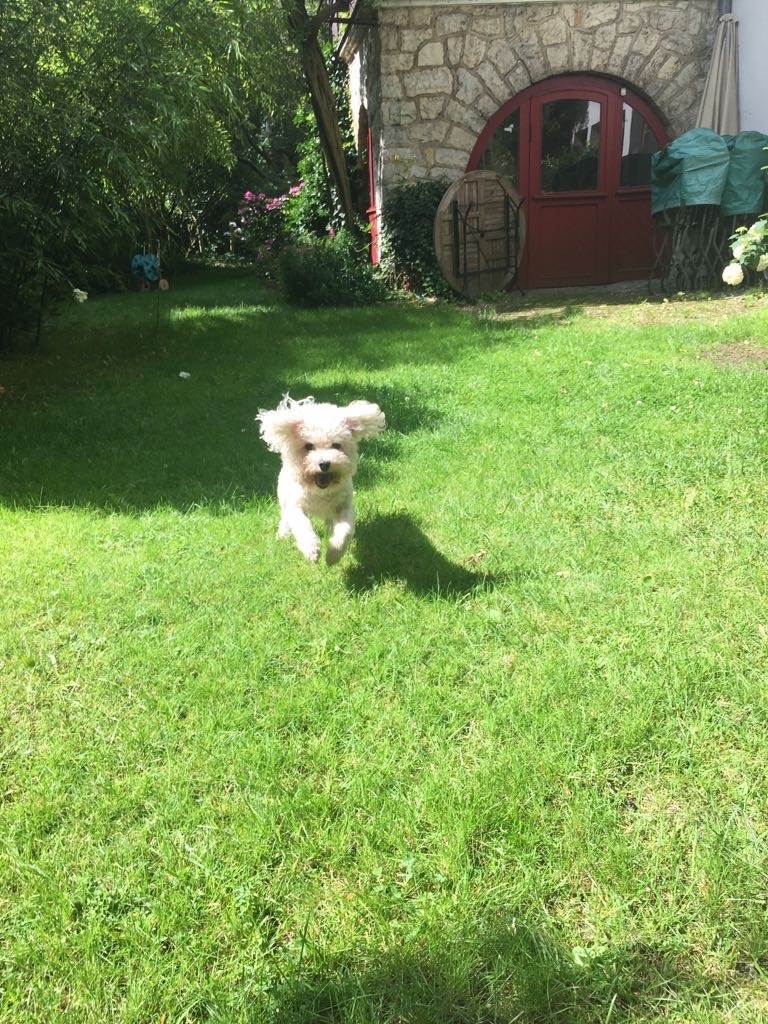 residencia-canina b joke 676b14d5-e817-4f00-a817-4e6fede842ad