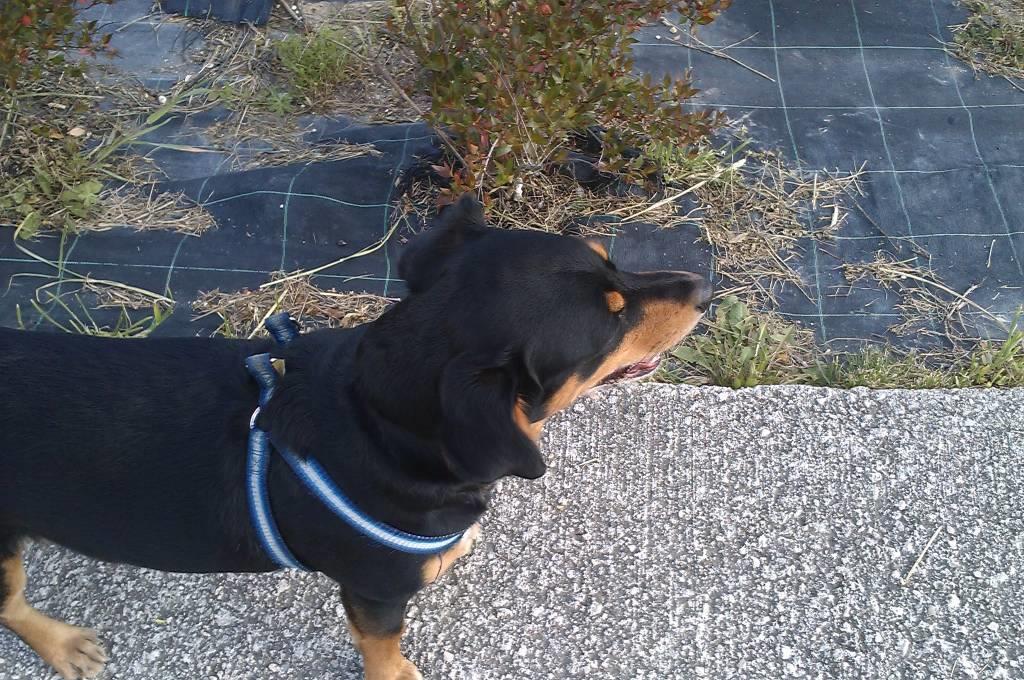 residencia-canina na maialen ece03b20-87a7-48b7-b49f-c9fb988f3662