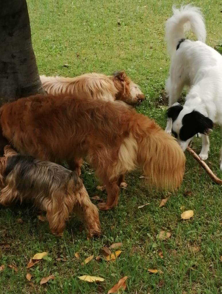 residencia-canina ss cristina 59d6106b-82f3-4155-a8b1-56612f56f69d