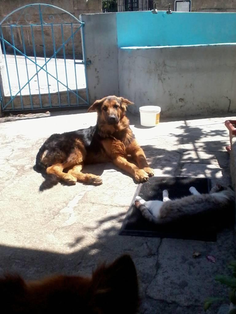 residencia-canina or rita a0471296-c8a1-42ce-a7ff-be7bc9ad2921