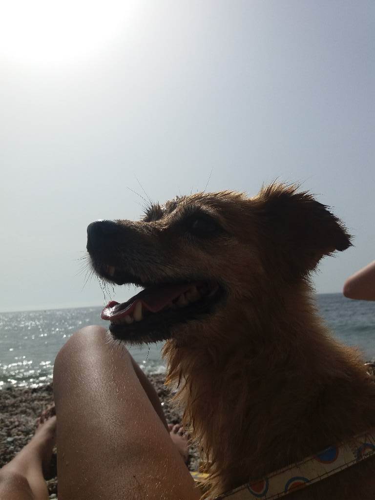 residencia-canina gr ruth 35014b3e-62ef-46e3-bc9a-0a655b756438