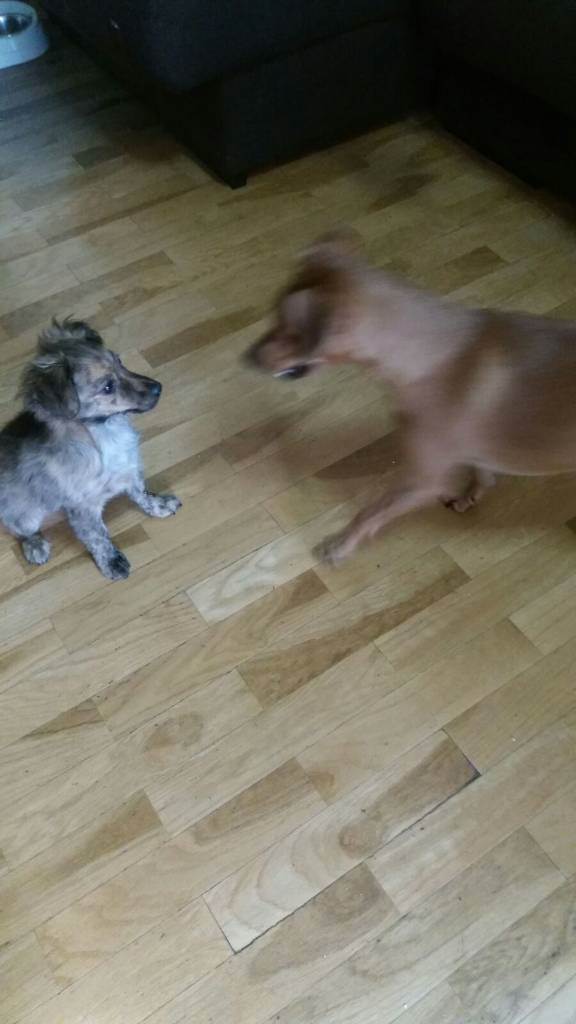 residencia-canina na maialen efdbe5f6-3d2b-4c7c-9165-35ceedbed3aa