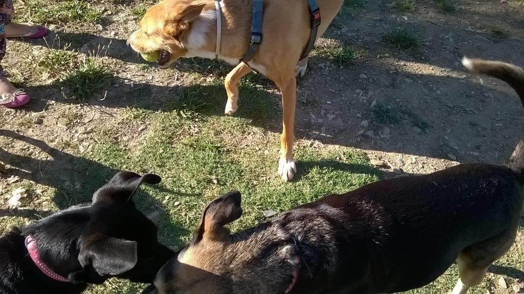 residencia-canina na maialen ec9ea786-7bde-4b92-b58d-0ea42e4e307e