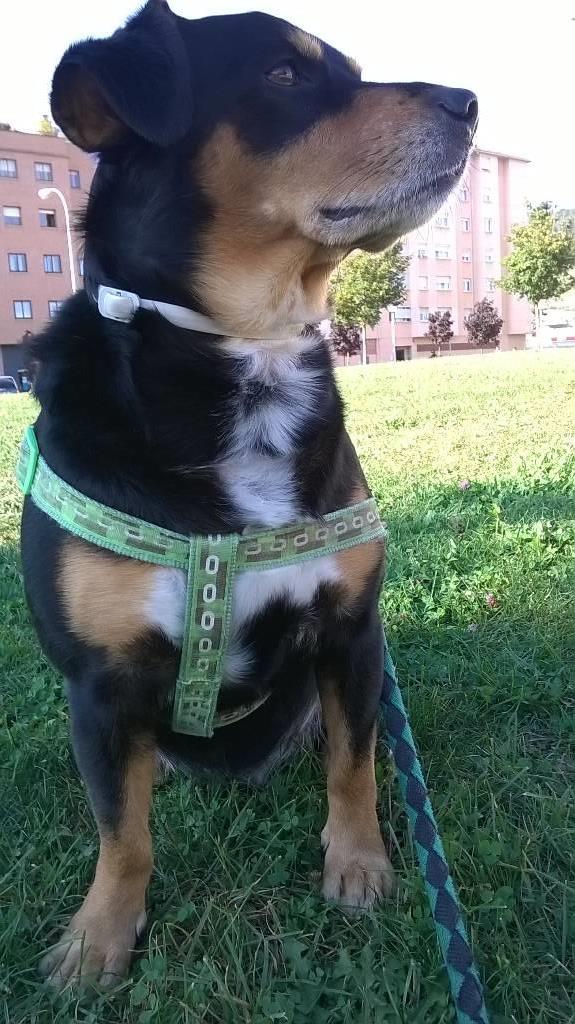 residencia-canina na maialen 8219de14-2d49-4967-ac5a-18a500dac38c