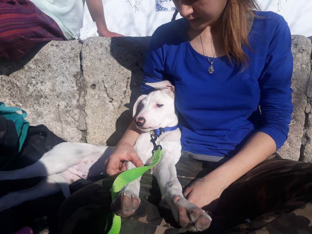 residencia-canina gr ruth 27b757d4-69c4-41c8-bcc7-9b5cd68d4b3f