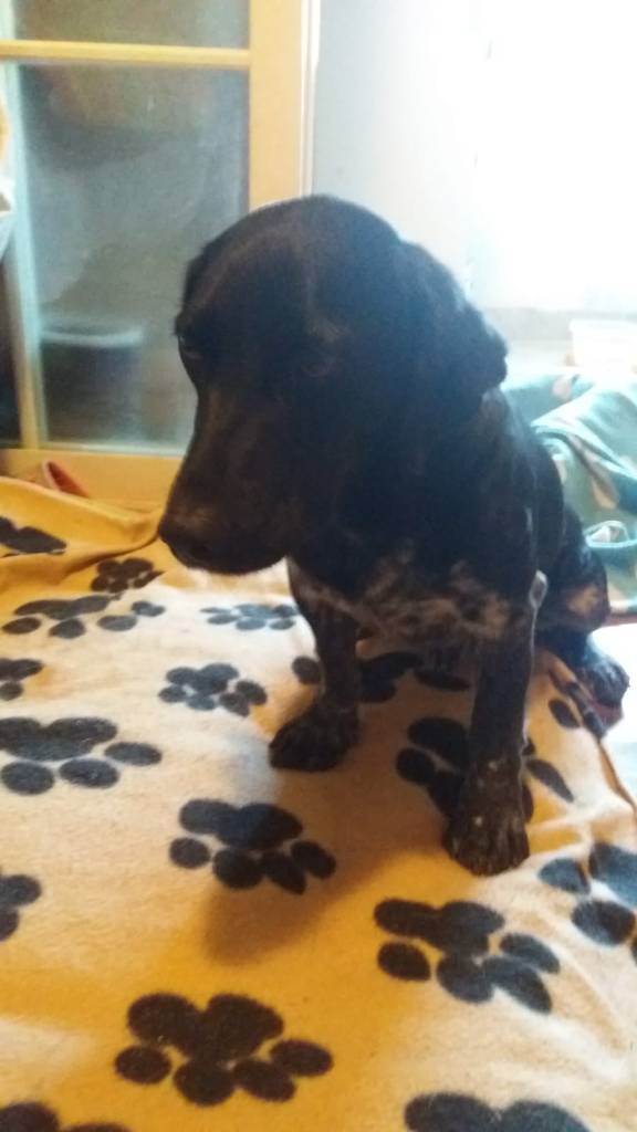 residencia-canina na maialen 8dac2fa8-12e3-4ca2-8628-647bbde8bfd7