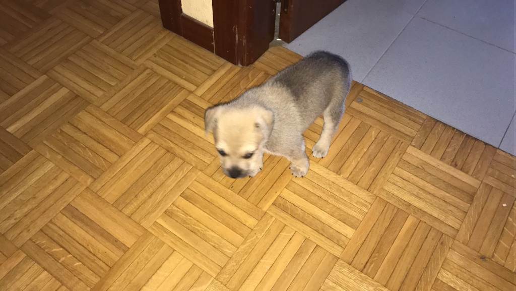 residencia-canina na maialen 5741bb51-7e0c-4277-97a2-32df4e3f2cad