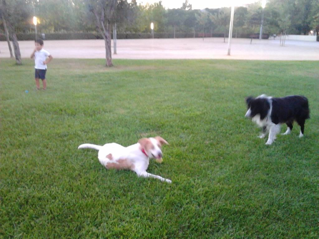 residencia-canina b desiree 92ed27da-4432-4eb1-8397-94fe77a7ed69