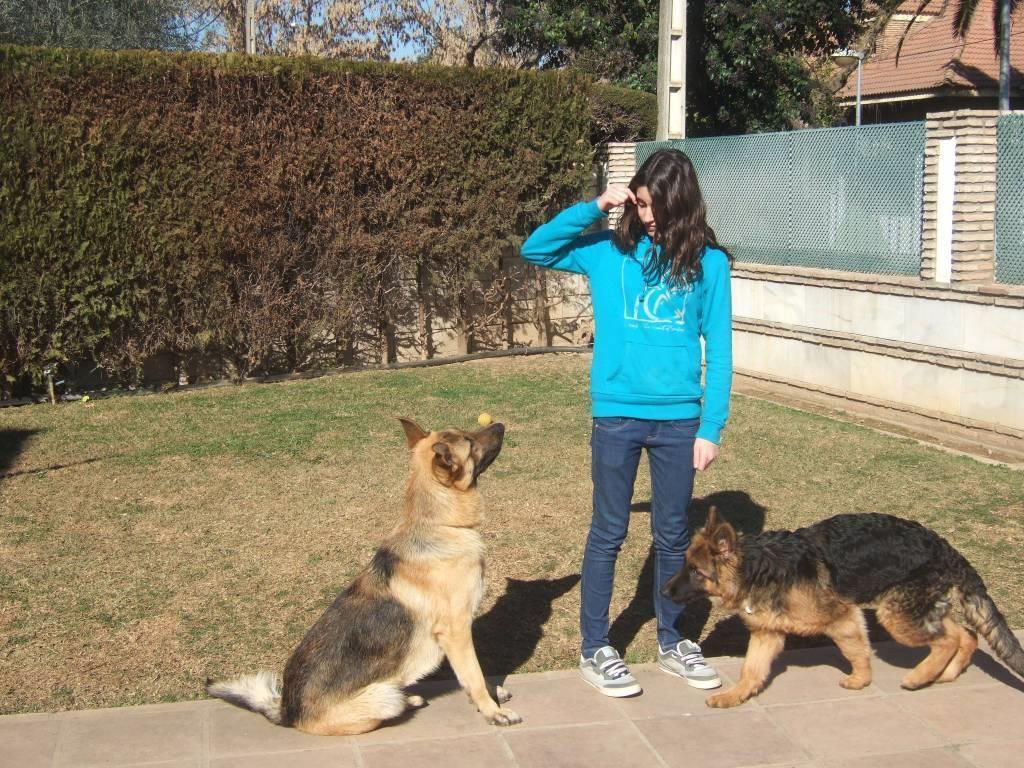 residencia-canina co paula c965dd8e-72e7-4761-bd44-66a9f916f85c