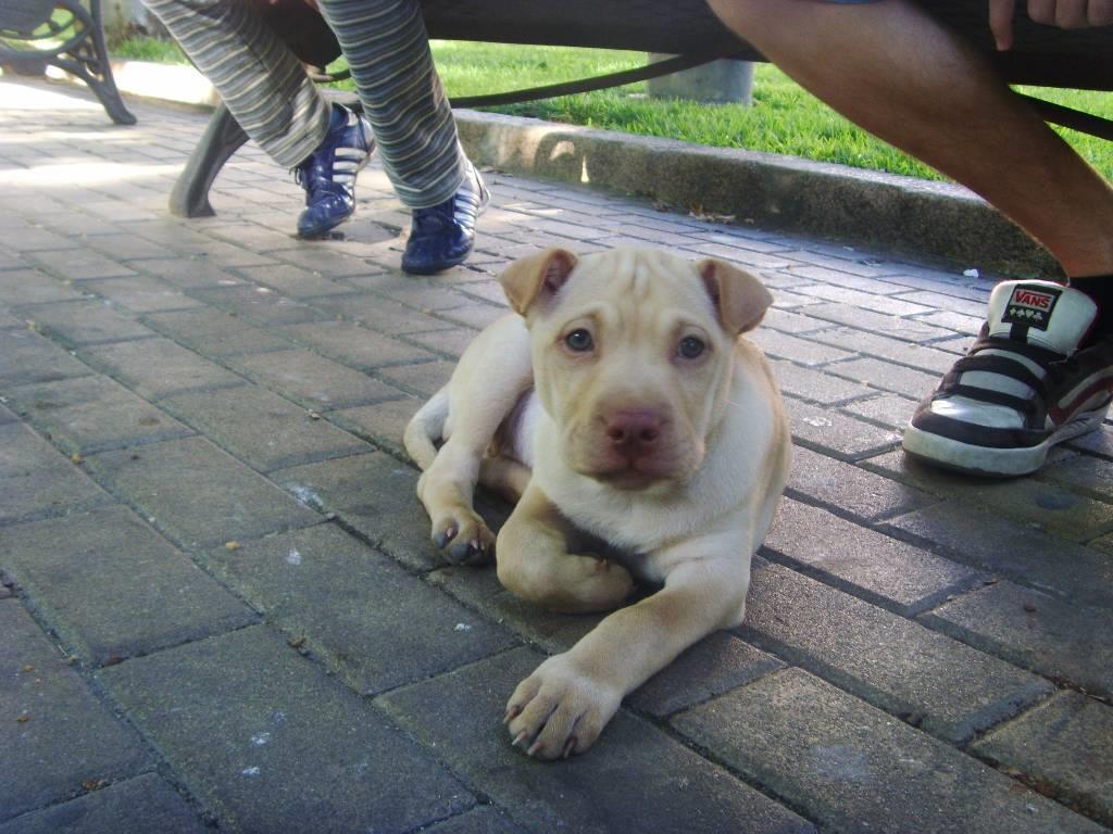 residencia-canina co paula e5ddf8f2-a16f-4ee3-add6-9abc19874eef