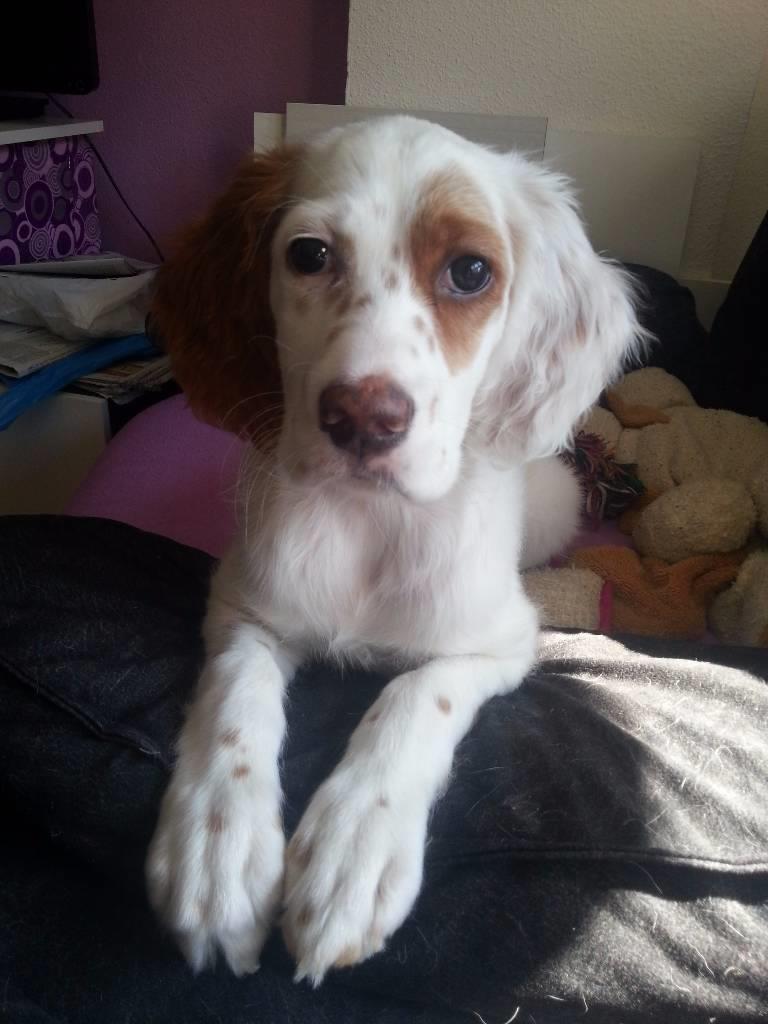residencia-canina vi lara 9c1cd14d-7fd2-42b3-b25b-68d536be1af1
