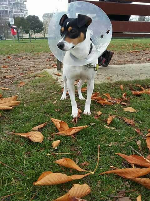residencia-canina na maialen 434ebcf0-aabb-426f-bb38-63f7cee28b6e