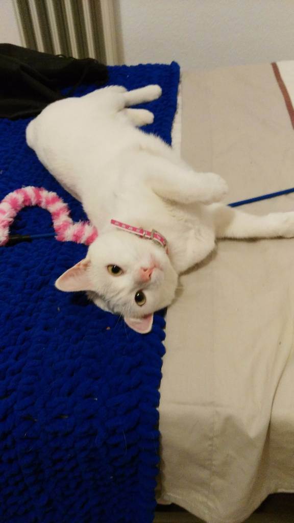 residencia-canina gr marta 9beae00e-715d-4f39-b639-0341cef57952