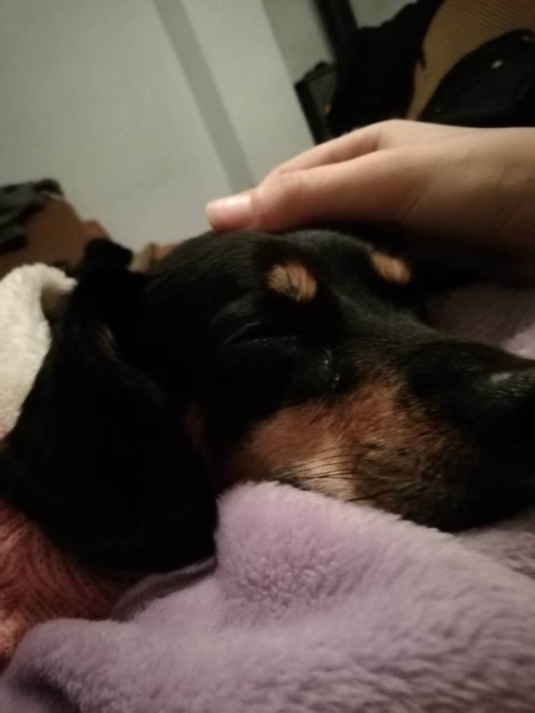 residencia-canina gr ruth 4c0b20cd-3c47-4d1f-b546-0647e89febb0